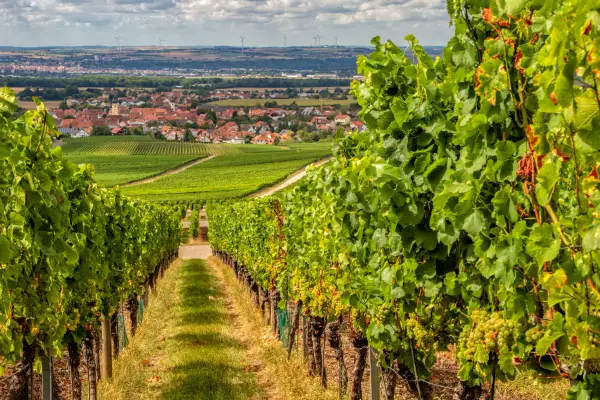 Hopfen, Trauben & Pedale Impression 2