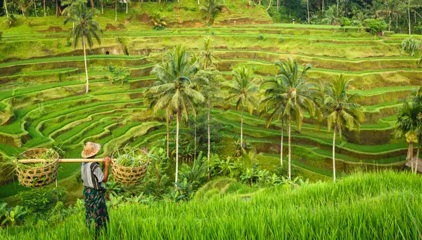 Indonesien - von Bali zu den Walhaien Impression 6