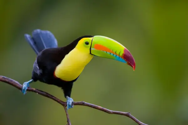 Exotisches Costa Rica & Panamakanal Impression 8