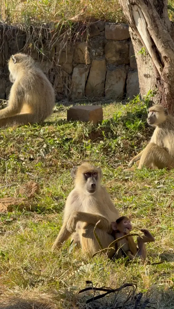 Tansanias magische Tierwelt entdecken Impression 10
