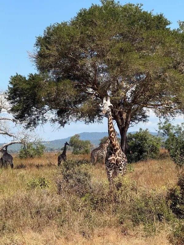 Tansanias magische Tierwelt entdecken Impression 15